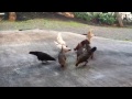 Feeding chickens