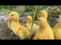 The kitten is so funny,taking the duck to find treasure!The treasure contains delicious food.so cute