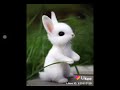 #cute #baby #bunny