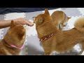 After this, the smiling Shiba Inu loses his temper at his owner's selfishness...