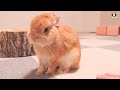 Beginner's Guide to Care for a Pet Rabbit!