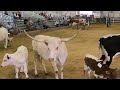 Showing Our Longhorns at State Fair S01 E07