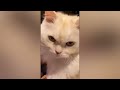 How Stupid Can Your Cat Be? The Funniest Clumsy Cats And Dogs Video