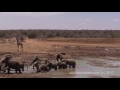 Cute and funny baby elephants