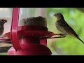 House Finch Family Dispute Part 2