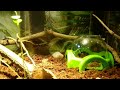 Feeding Snakes in a Bioactive Terrarium 🐍🪱🪳