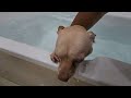 Gemboel The Chihuahua Learn To Swim At Bathtub  - April 26, 2024
