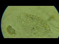 Protozoa 800x recorded using Raspberry Pi