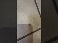 Just a little spider, walking on the floor!