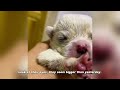 Rescued two dying puppies, took care of them carefully, and finally nursed them back to health!