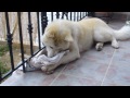 BONO: our akita puppy..