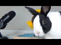 Rabbit eating sunflower ASMR