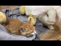 The kittens and rabbit helped take care of the chicks, and the rooster was very touched 😂❤️ So cute