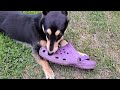 Chirik is a shoe rodent 🐶🤭#dog #dogs #doglover #dogvideo #dogslife #doglovers #dogsvideo #respect
