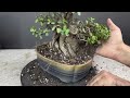 Making Thick Trunk Bonsai from Jade Plant | in 2 Years | Pruning | Repotting | Portulacaria Afra