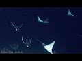 Animals of the Ocean 4K - Scenic Wildlife Film With Calming Music