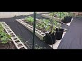 June Garden Tour | Things Are Happening | Harvest Time?