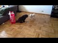 My Maltese dog Lily playing with my friend's Shi-Tzu on a p
