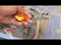 Scoop up ornamental fish, koi fish, colorful fish, gourami fish,goldfish,carp, small ornamental fish