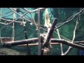 Chatty Glgibbons and baby gibbon at Lincoln park zoo