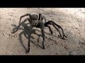 Tarantula out for a stroll at Henry Coe