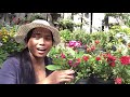 Tips agar Bunga Mawar Lebat & Rajin Berbunga || Berkebun di Inggris ||