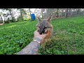 Red Fox species and Grey Fox species co-mingle