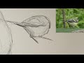 Quick sketching birds! A drawing exercise for beginner artists