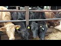 Calf Rearing. Tips and Tricks. Weekly update