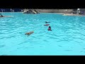 Dog Swim 2018