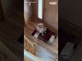 Dog hilariously realizes he's not home alone