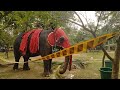 Performers, elephants take part in Annual Gangaramaya Navam Perahera in Colombo