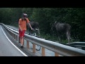 Two moose meets cyclist