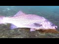 Under Water Fishing for Striped Bass, Silver Glen Springs 2017