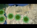 Vision for Desert Greening in Egypt