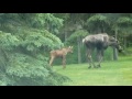 Mangled Moose and Calf