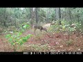 11-27-23 Trailcam - Bucks, Does, Rambunctious Bear Cubs, Mama Bear, Coyotes, Raccoon, Rabbit, Hogs