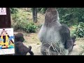 Can hear Momo and  Kin laughing!9:06 Dad and little son playing. 🅷🅾🆃【KyotoZoo, Gorilla / subtitles