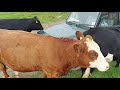 Calf rearing, Beef farm. Bullocks