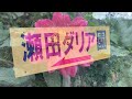 2022年秋　とても素敵な瀬田ダリア園の風景（完全版）　〜愛媛県八幡浜市〜