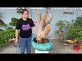 An bonsai 22/6 #0939700449 xả hữu nghị nhiều loại cây cảnh, đôn Voi gốm sứ