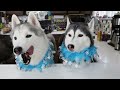 Magical Ice Princess Birthday Cake For Dogs ❄️ DIY Dog Treats