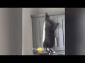 Funniest Cats and Dogs 🐱 Funniest Animals 😆