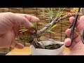 [Rare Pine Bonsai] Variegated Nishikimatsu...old leaves are burnt🔥/【珍松盆栽】斑入り錦松…古葉が焦げた🔥