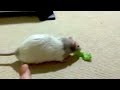 Rats Hunting Lettuce