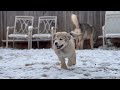 Wolfdogs in Winter - Winter Wolf Syndrome and Seasonal Aggression