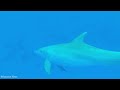 OCEANS AND MARINE ANIMALS - Relaxation Film With Music 4K