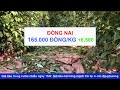 Giá hồ tiêu Chiều ngày 15/6/2024|Giá tiêu TĂNG MẠNH trở lại ở các địa phương trọng điểm