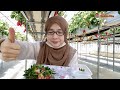 MUKBANG ‼️STRAWBERRY🍓DI KEBUN NYA LANGSUNG DI JEPANG🇯🇵MANTAAAAAP‼️👍