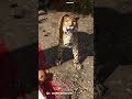 Far Cry Animal Jump Scares #farcry6 #gaming